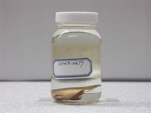 圓眼燕魚藏品圖，第2張