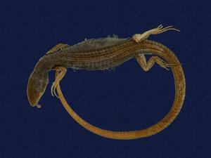 Stejneger's grass lizard Collection Image, Figure 5, Total 9 Figures