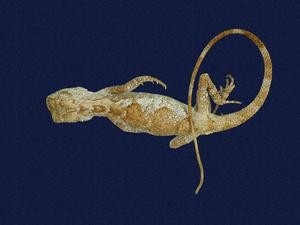 Short-legged japalura Collection Image, Figure 4, Total 7 Figures