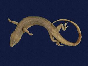Formosan Chinese skink Collection Image, Figure 5, Total 9 Figures