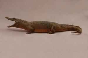 Spectacled caiman Collection Image, Figure 4, Total 15 Figures