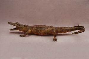 Spectacled caiman Collection Image, Figure 4, Total 15 Figures