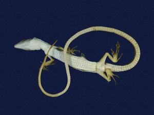 Green Spotted Grass Lizard Collection Image, Figure 4, Total 8 Figures
