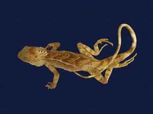 Swinhoe’s tree lizard Collection Image, Figure 4, Total 7 Figures