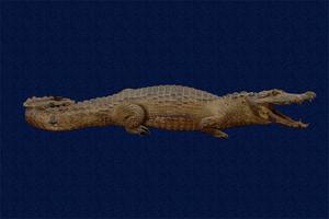 眼鏡凱門鱷藏品圖，第4張