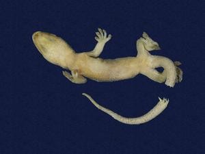 鉛山壁虎藏品圖，第6張