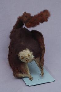 白面鼯鼠藏品圖，第3張