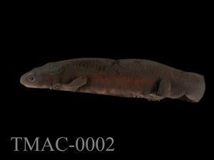 Accession Number:TMAC0002 Collection Image, Figure 8, Total 13 Figures