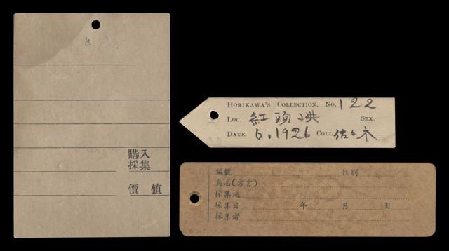 蘭嶼角鴞藏品圖，第6張