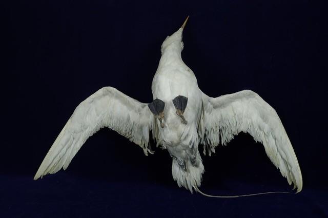 紅尾熱帶鳥藏品圖，第7張