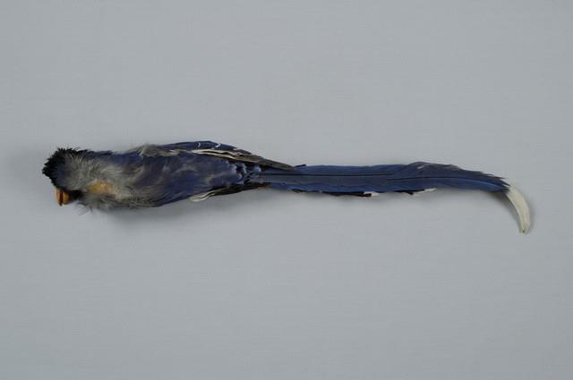 臺灣藍鵲藏品圖，第8張