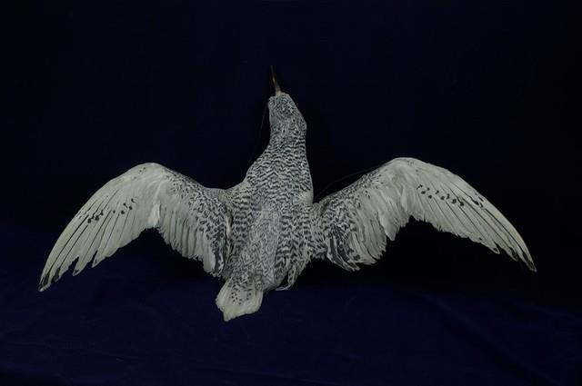 紅尾熱帶鳥藏品圖，第7張