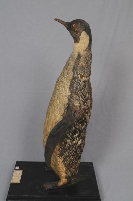 皇企鵝藏品圖，第7張