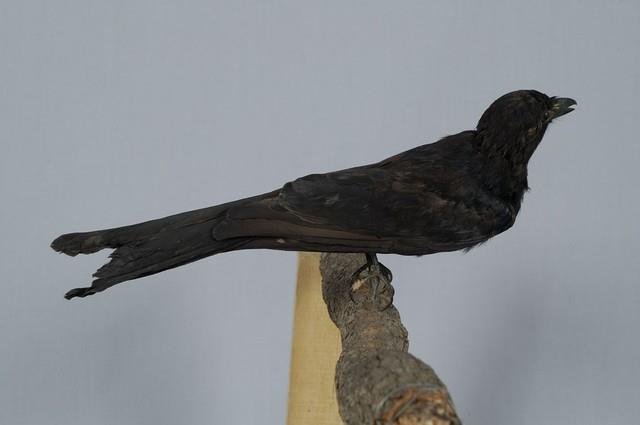 Black Drongo Collection Image, Figure 7, Total 13 Figures