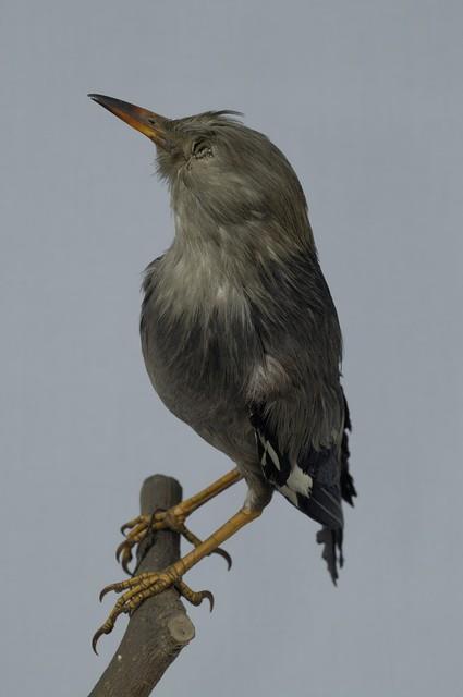絲光椋鳥藏品圖，第6張