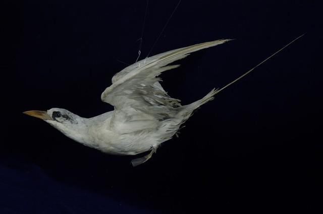 Red-tailed Tropic Bird Collection Image, Figure 5, Total 11 Figures