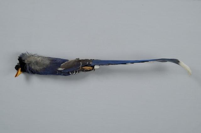 臺灣藍鵲藏品圖，第6張