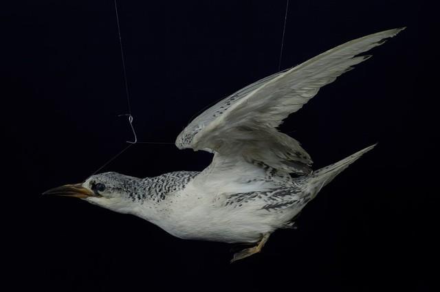 紅尾熱帶鳥藏品圖，第5張