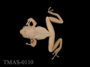 Brauer's tree frog Collection Image, Figure 7, Total 13 Figures
