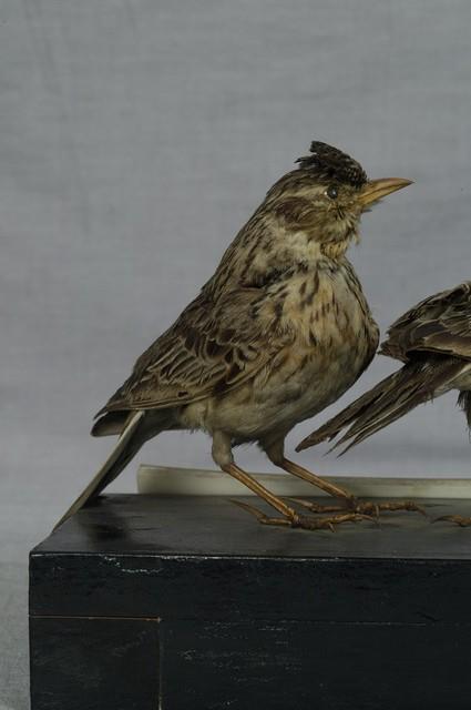 Oriental Skylark Collection Image, Figure 5, Total 11 Figures