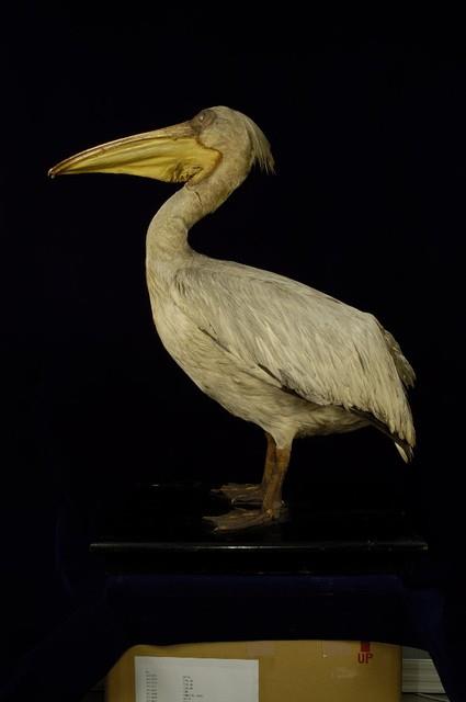 Dalmatian Pelican Collection Image, Figure 6, Total 11 Figures