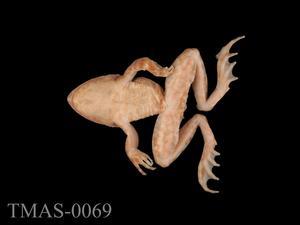 Japanese wrinkled frog Collection Image, Figure 7, Total 13 Figures
