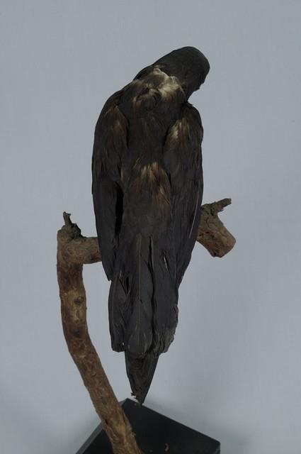 巨嘴鴉藏品圖，第5張