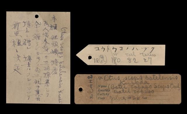蘭嶼角鴞藏品圖，第5張