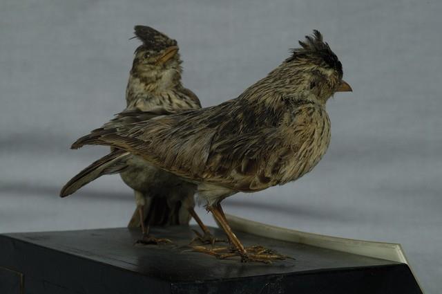 Oriental Skylark Collection Image, Figure 6, Total 11 Figures