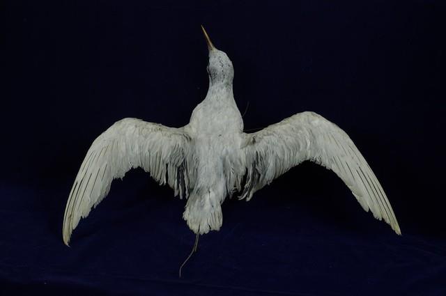 紅尾熱帶鳥藏品圖，第6張