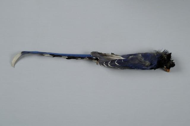臺灣藍鵲藏品圖，第7張