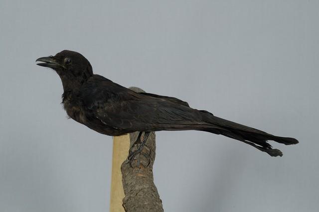 Black Drongo Collection Image, Figure 6, Total 13 Figures