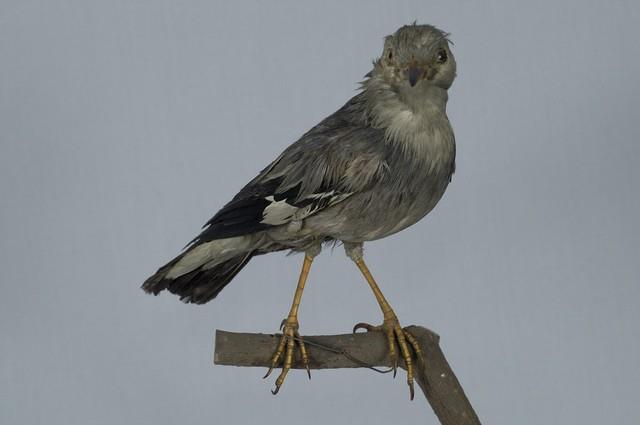絲光椋鳥藏品圖，第10張