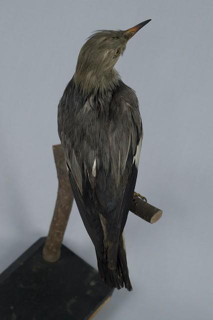 絲光椋鳥藏品圖，第9張