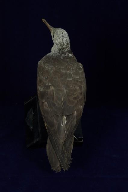大水薙鳥藏品圖，第8張