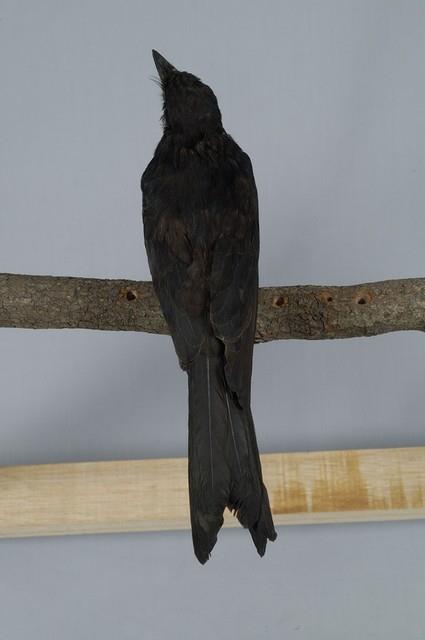 Black Drongo Collection Image, Figure 8, Total 13 Figures