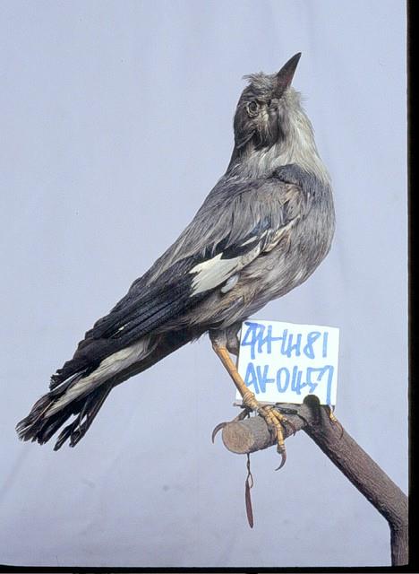絲光椋鳥藏品圖，第4張