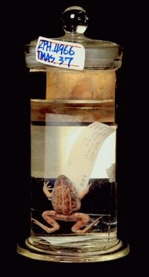 Dark-spotted frog Collection Image, Figure 3, Total 9 Figures