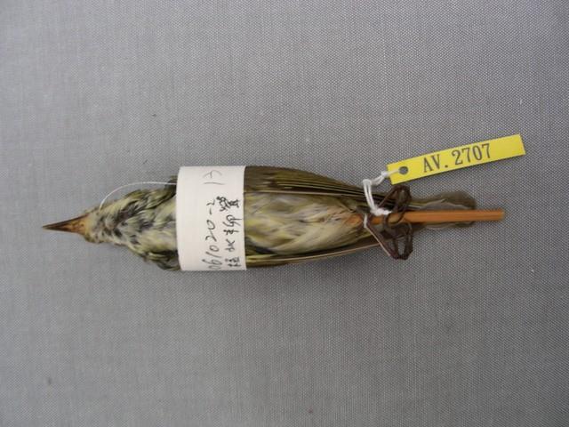 極北柳鶯藏品圖，第2張