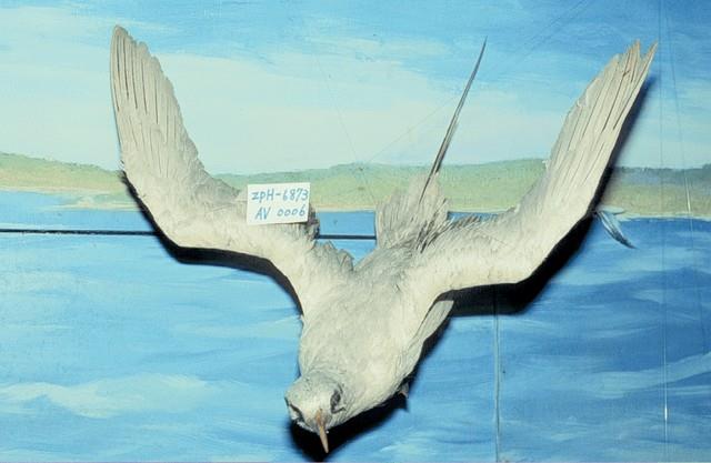 紅尾熱帶鳥藏品圖，第3張