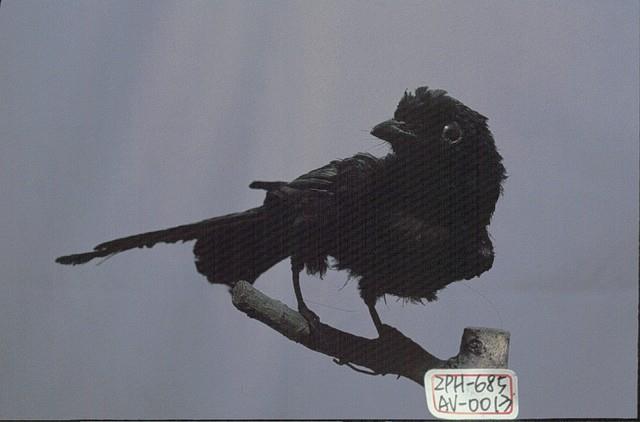 Bronzed Drongo Collection Image, Figure 2, Total 13 Figures