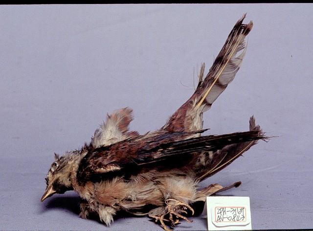布穀鳥藏品圖，第2張