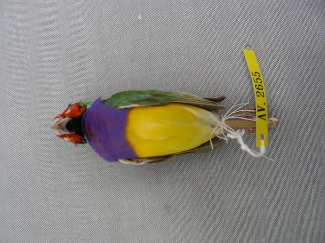 胡錦鳥藏品圖，第2張