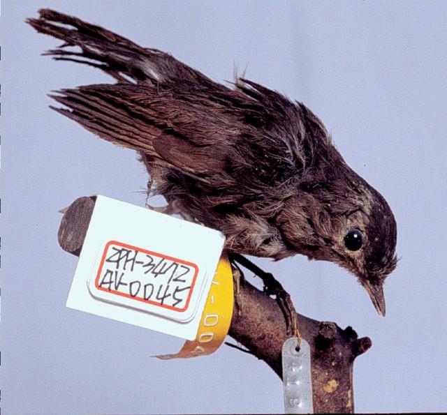 紅尾鶲藏品圖，第3張