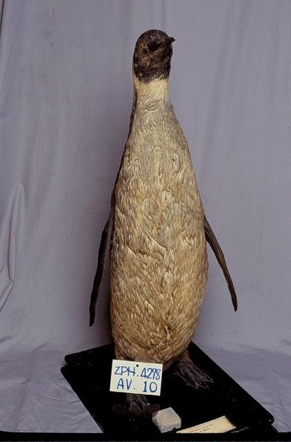 Emperor Penguin Collection Image, Figure 3, Total 11 Figures