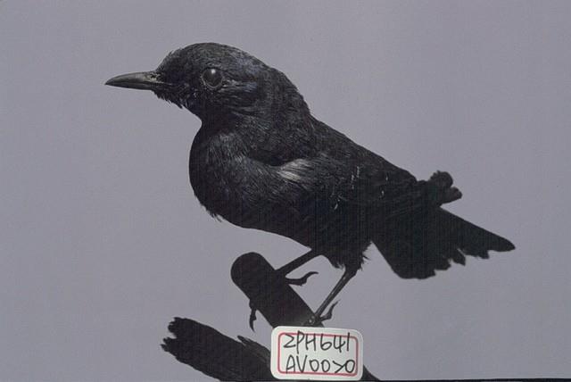 Blue Rock Thrush Collection Image, Figure 2, Total 16 Figures