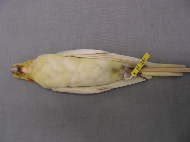 玄鳳鸚鵡藏品圖，第2張