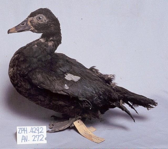 疣鼻栖鴨藏品圖，第2張