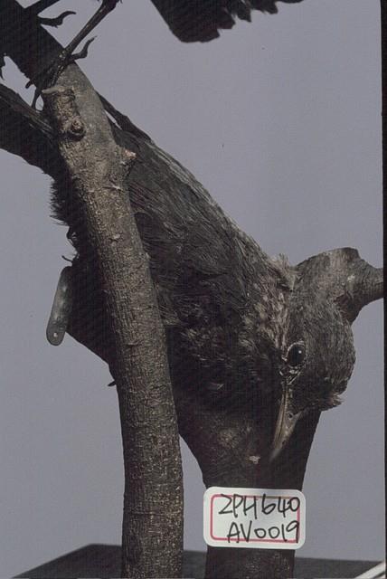 Blue Rock Thrush Collection Image, Figure 2, Total 8 Figures