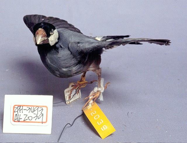 爪哇雀藏品圖，第2張